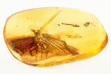 Fossil Mayfly (Ephemeroptera) In Baltic Amber #284637-1